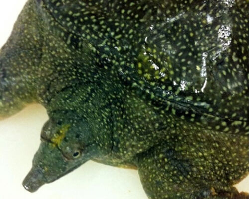 turtle1
